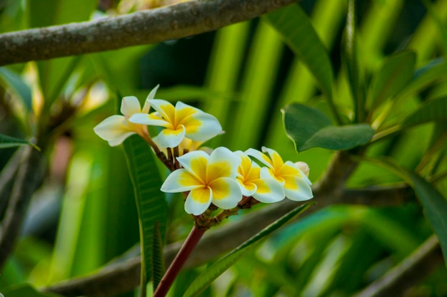 Hermosa flor de plumeria frangipani