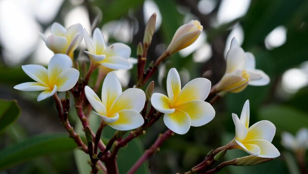 Una hermosa flor - Plumeria o Frangipani.