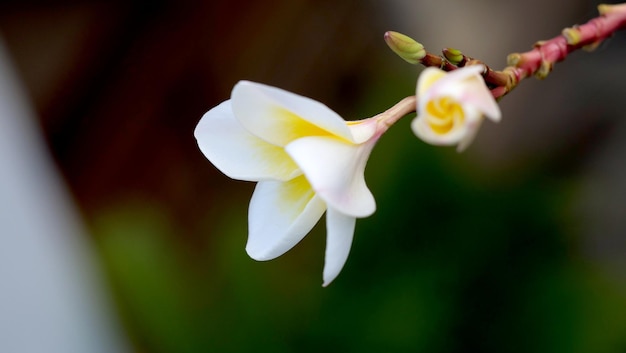 Una hermosa flor - Plumeria o Frangipani.