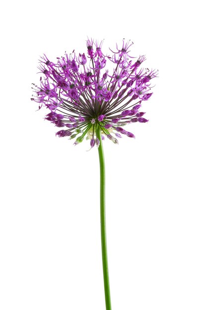 Hermosa flor de pradera Allium gigante púrpura aislado en blanco