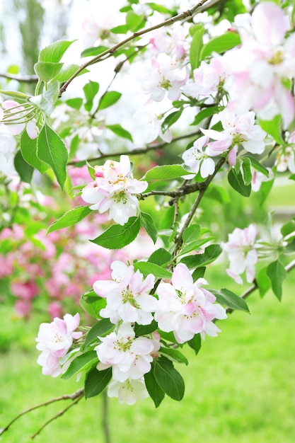 Hermosa flor de primavera, al aire libre