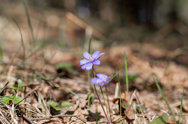 Hermosa flor de primavera azul en el bosque Naturaleza reviviendo plantas floreciendo