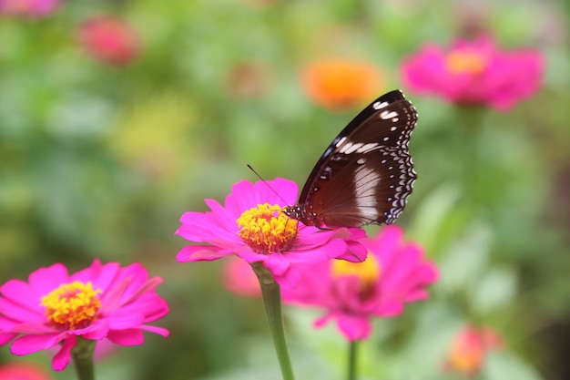 hermosa flor de primavera con mariposa