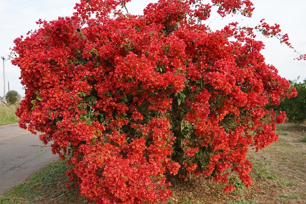 hermosa flor de primavera roja en el campo