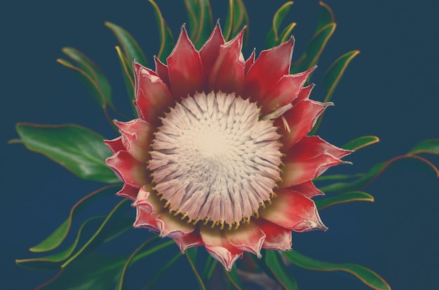 Hermosa flor de protea para el fondo