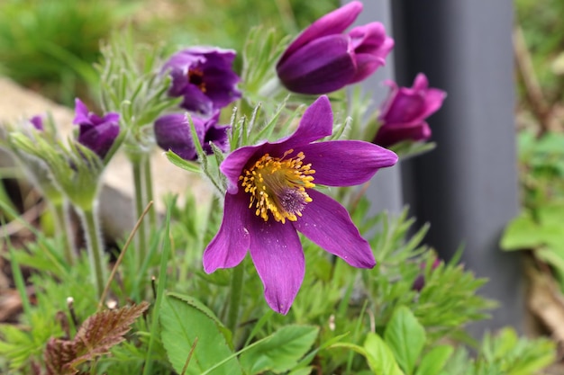 Hermosa flor púrpura esponjosa Oriental Pulsatilla patens pasqueflower