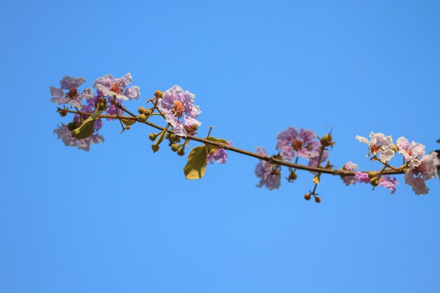 Hermosa flor púrpura lagerstroemia