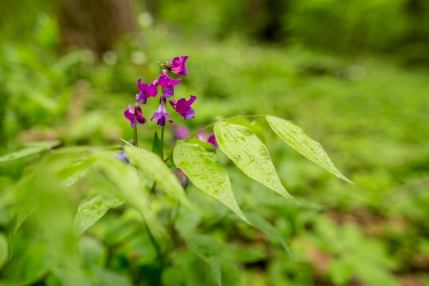 Hermosa flor púrpura salvaje en gotas después de la lluvia en el bosque de verano con fondo borroso