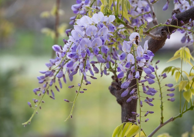 Hermosa flor púrpura Wisteria Sinensis en un día soleado en Grecia