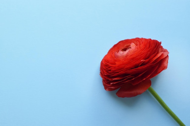 Una hermosa flor de ranunculus de color rojo sobre un fondo azul Copiar espacio