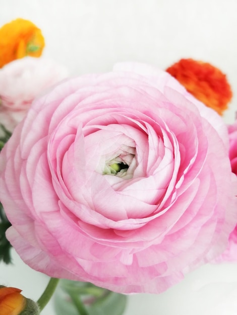 Foto hermosa flor de ranunculus rosa en el fondo de un ramo flores y capullos