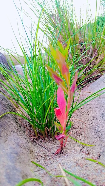 Una hermosa flor en las rocas