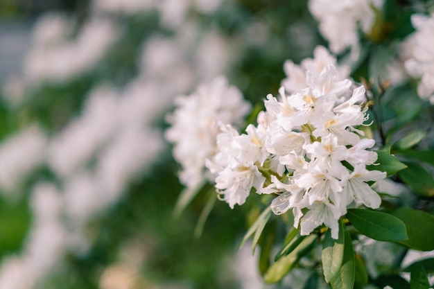 Hermosa flor de rododendro blanco en el jardín