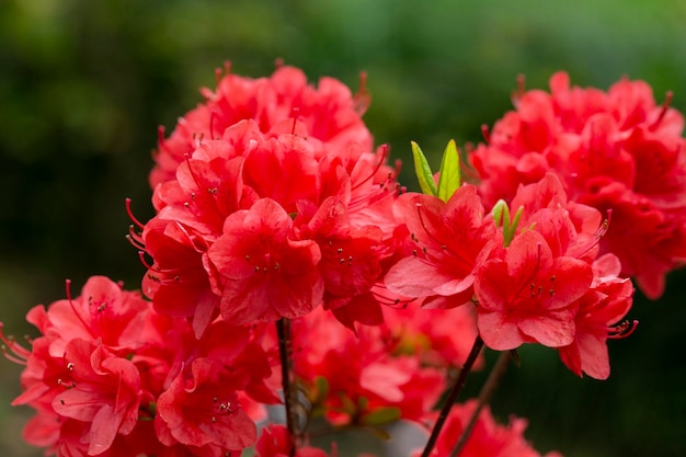 Hermosa flor de rododendro rojo en el jardín con mágico bokeh flor de rododendro rojo sobre fondo mágico bokeh