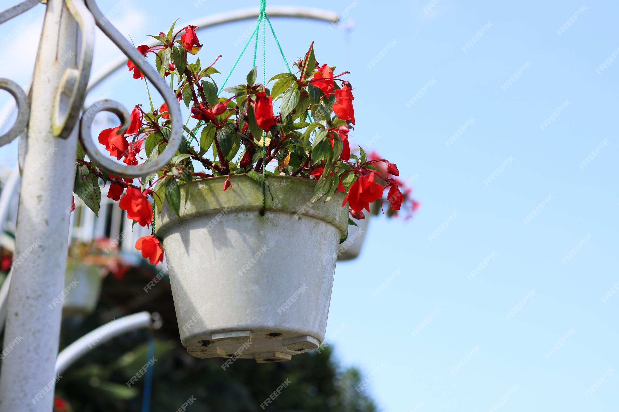 Hermosa flor roja de begonia en maceta colgante | Foto Premium