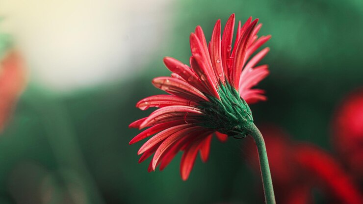 Hermosa flor roja Gerbera Daisy cerrar