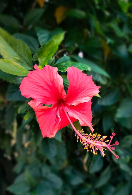 Hermosa flor roja con hoja verde