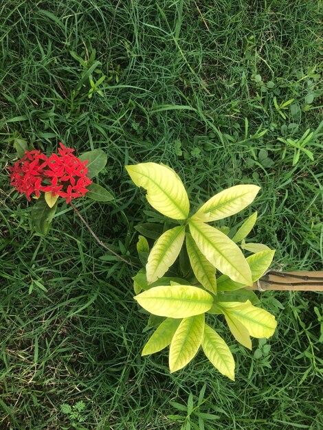 Hermosa flor roja en el jardín