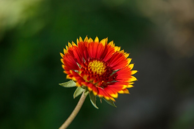 Hermosa flor roja a la luz de una macrofotografía de día soleado Enfoque selectivo de baja profundidad