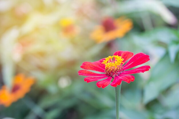 hermosa flor roja con luz solar