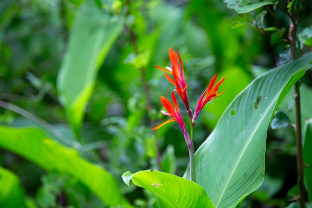 Hermosa flor roja en medio de follaje verde y hojas