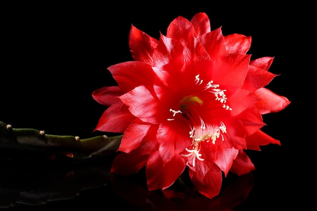 Hermosa flor roja sobre un fondo negro de cerca.