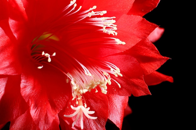 Hermosa flor roja sobre un fondo negro de cerca.