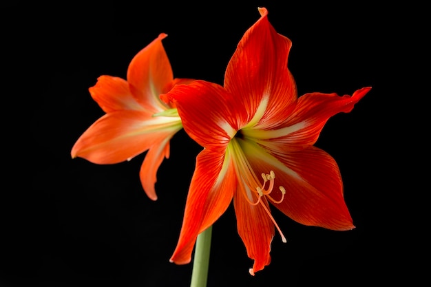 hermosa flor roja sobre un fondo negro