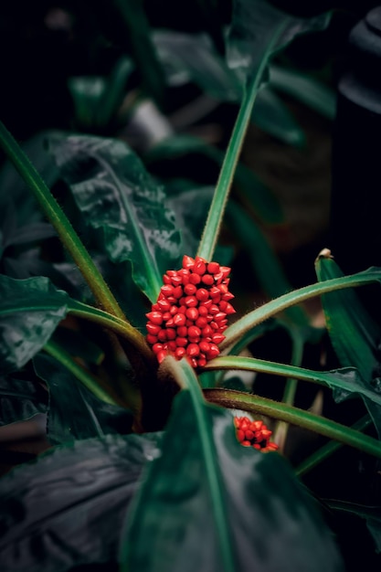 Foto hermosa flor roja tropical sobre un fondo oscuro