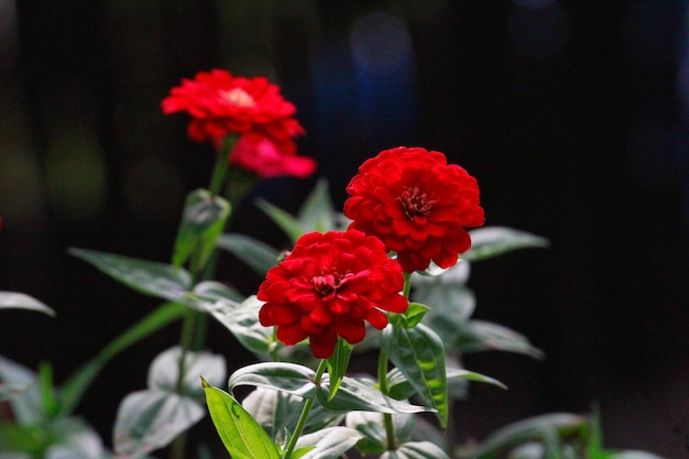 hermosa flor roja