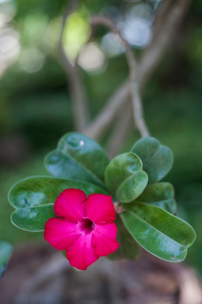 Hermosa flor roja