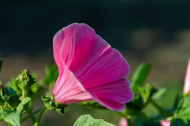 Una hermosa flor rosa se abrirá a la luz del sol.