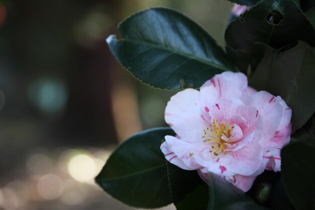 Hermosa flor rosa al aire libre primer plano Espacio para texto