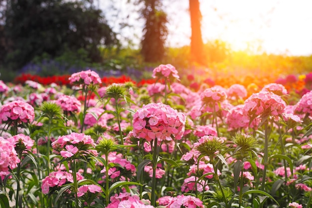 Hermosa flor rosa con amanecer en el jardín de fondo