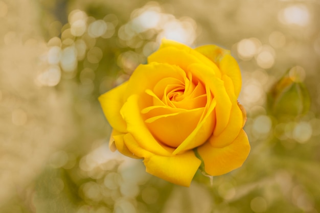 Hermosa flor rosa amarilla floreciente sobre luz natural