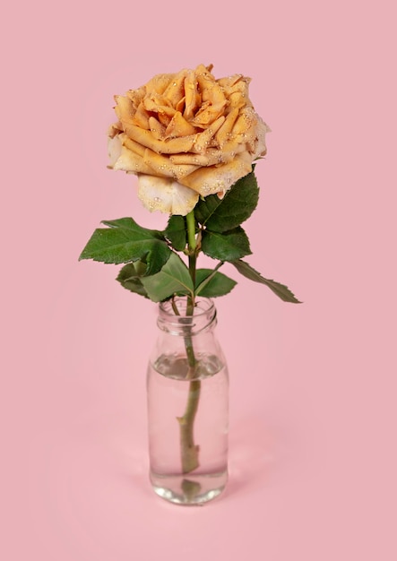 Foto hermosa flor de rosa amarilla en jarrón de vidrio con agua sobre fondo rosa