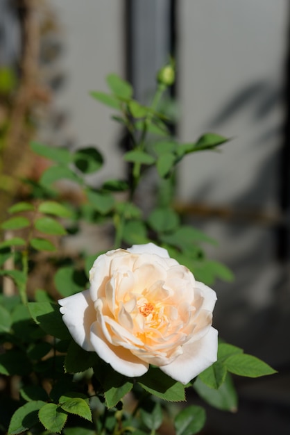 Hermosa flor rosa amarilla con luz del sol de la mañana en el jardín al aire libre