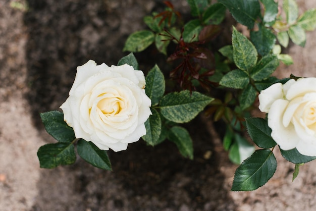 Hermosa flor rosa blanca en el jardín en verano