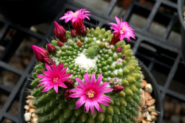 Hermosa flor rosa de cactus mammillaria en una olla