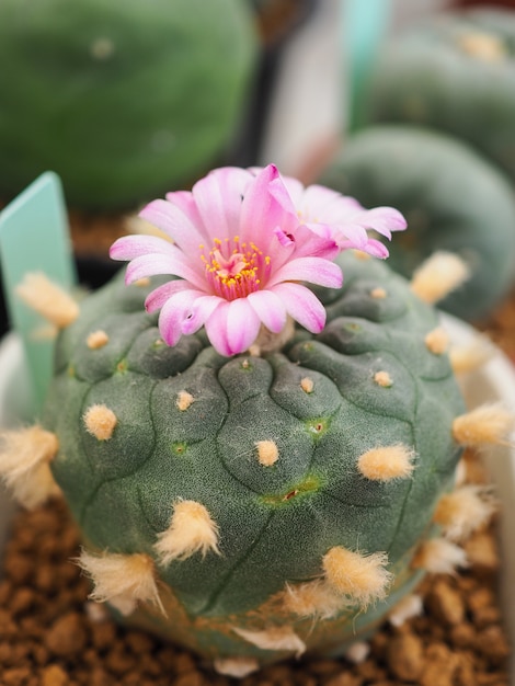 Hermosa flor rosa de cactus en la olla pequeña