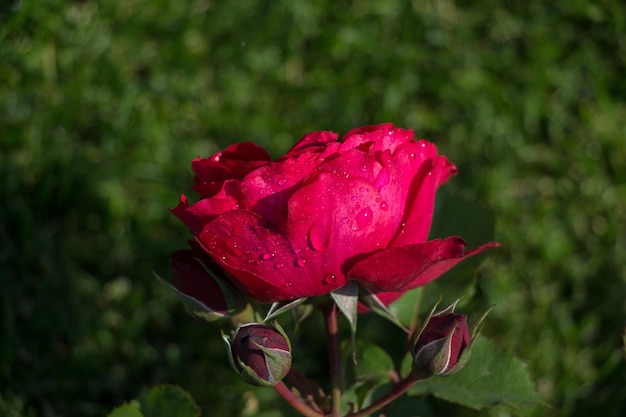 Hermosa flor rosa de colores sobre fondo de jardín