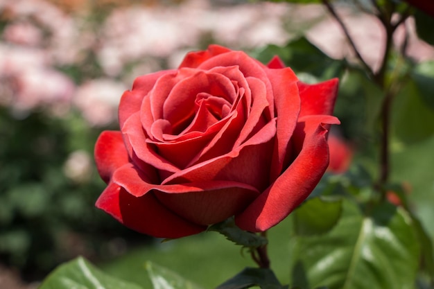 Hermosa flor rosa de colores sobre fondo de jardín