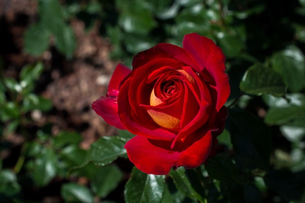 La hermosa flor de rosa de colores