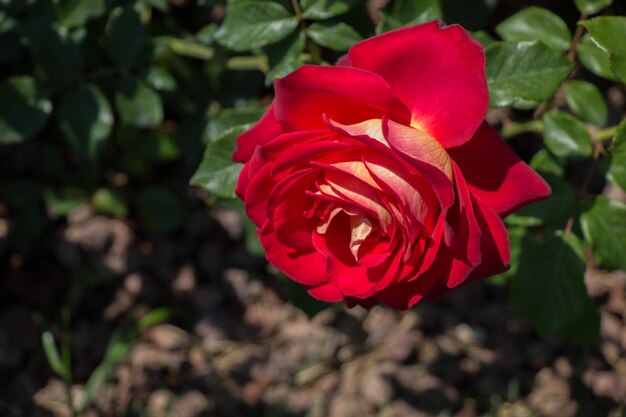 Hermosa flor rosa colorida