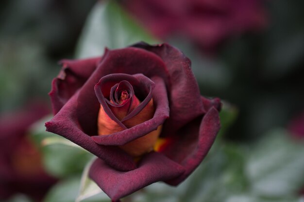 Hermosa flor rosa colorida