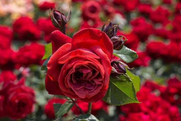 Hermosa flor rosa colorida