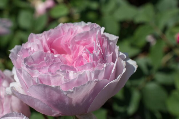 Hermosa flor rosa colorida