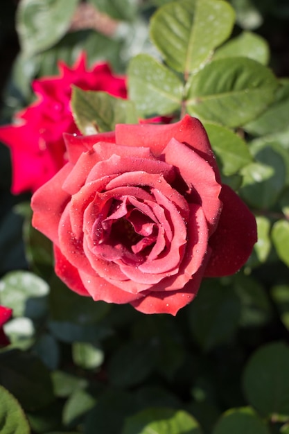 Hermosa flor rosa colorida