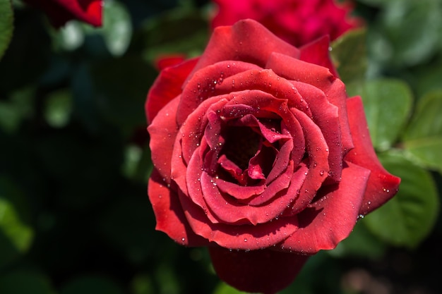 Hermosa flor rosa colorida