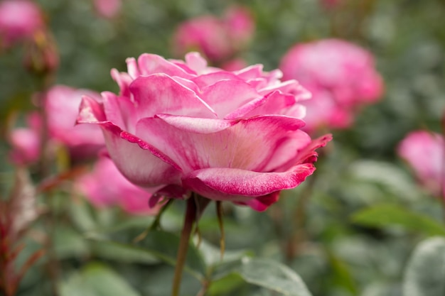 Hermosa flor rosa colorida